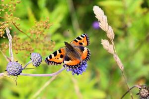 hommel en vlinder verzamelen nectar Aan blauw bloem foto