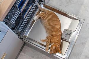 rood kat leugens Aan vaatwasser deur foto