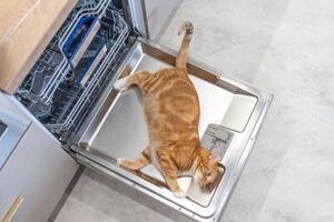 rood kat leugens Aan vaatwasser deur foto