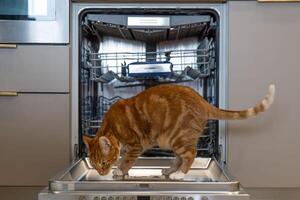 rood kat leugens Aan vaatwasser deur foto