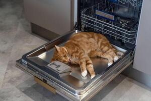 rood kat leugens Aan vaatwasser deur foto