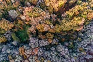 antenne visie van herfst Woud, vallen getextureerde achtergrond foto