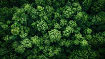 ondersteboven perspectief Aan weelderig groen instelling foto