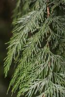 western rood ceder of thuja plicata foto