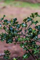 hulst struik ilex aquifolium foto