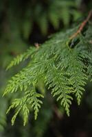 western rood ceder of thuja plicata foto