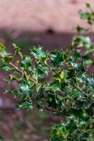 hulst struik ilex aquifolium foto