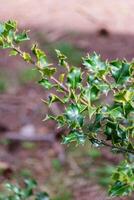 hulst struik ilex aquifolium foto