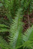 zwaard varen of polystichum munt foto