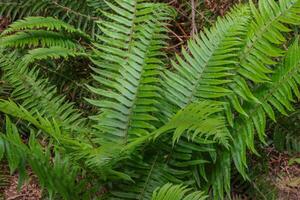 zwaard varen of polystichum munt foto