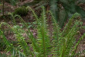 zwaard varen of polystichum munt foto