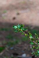 hulst struik ilex aquifolium foto