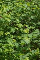 braam of rubus americanus foto