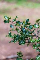 hulst struik ilex aquifolium foto