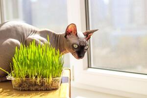 de Canadees sphynx kat eet gekiemd tarwe gras voor dieren foto