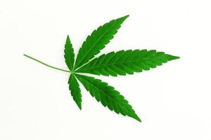 marihuana bladeren Aan een wit achtergrond, medisch hennep foto