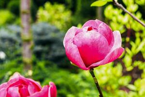 roze magnolia bloem detailopname in botanisch tuin foto