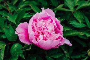 roze pioen bloem detailopname in botanisch tuin foto