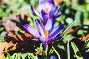 detailopname van Purper krokussen in een botanisch tuin foto