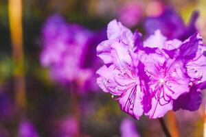 fabriek struik Purper rododendron dichtbij omhoog foto