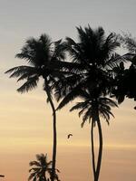 goa strand, zonsondergang visie, palm bomen, strand visie, zee zon, avond, zonsondergang foto