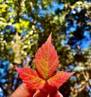 herfst bladeren in rood bruin geel kleuren, mooi visie, bomen, doorbladert foto