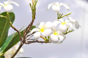 frangipani, frangipani bloem of pagode boom foto