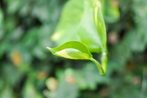 duivels klimop, gouden pothos of jagers gewaad of epipremnum aureum of araceae foto