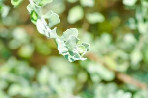 scrophulariaceae of as struik of Purper salie of Sensia of zilveren blad of Texas boswachter of wit salie foto