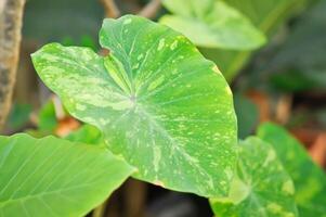 colocasia esculenta midori zuur, colocasia , midori verzuren of colocasia foto