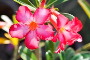 woestijn roos, Apocyaceae of adenium zwaarlijvig of bespotten azalea of rozebignonia of Impala lelie foto