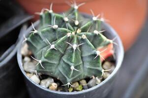 gymnocalycium ,gymnocalycium mihanovichii of gymnocalycium mihanovichii bont of cactus foto