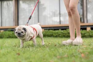 schattig slim mopshond puppy hond in de achtertuin foto