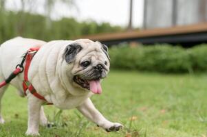 schattig slim mopshond puppy hond in de achtertuin foto