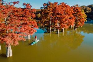 reiziger Aan peddelen bord in de meer en herfst- taxodium distichum bomen en zonneschijn. foto