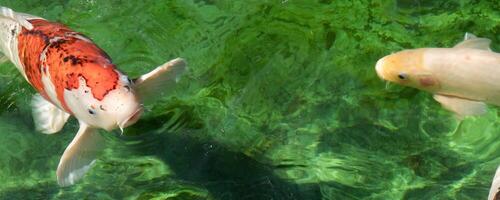 twee koi vis zwemmen in een groen vijver. foto