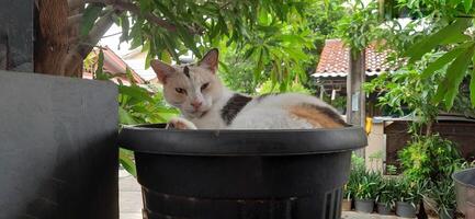 schattig kat in zwart ingemaakt fabriek. aanbiddelijk kat achtergrond foto