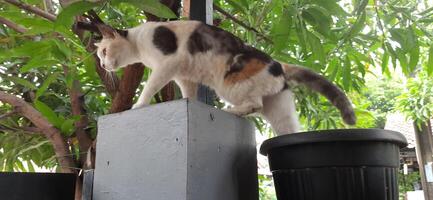 schattig kat in zwart ingemaakt fabriek. aanbiddelijk kat achtergrond foto