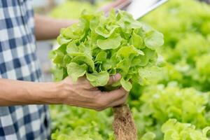 biologisch landbouw, salade boerderij. boeren oogst salade groenten in houten dozen in regenachtig. hydrocultuur groente toenemen van nature. kas tuin, ecologisch biologisch, gezond, vegetarisch, ecologie foto