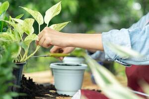 tuinieren huis. vrouw herbeplanting groen boom in huis tuin. bloempotten net zo hobby en kom tot rust. fabriek verkoop, huis tuin, oerwoud, tuinman, bloem decoratie, freelance, huis oerwoud, tuin, bloemen decor. foto