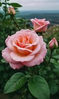 roze roos, mooi roos artistiek behang foto