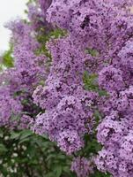 syringa vulgaris, de lila of gemeenschappelijk lila, is een soorten van bloeiend fabriek in de olijf- familie Oleaceae, inheems naar de Balkan schiereiland, foto