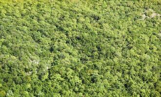 een antenne visie van de Woud groeit Aan de berg. ecosysteem en gezond omgeving. structuur van groen Woud met bomen. horizontaal. foto