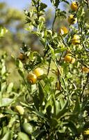 mandarijnen Aan een boom. onrijp citrus mandarijn Aan een groen Afdeling. detailopname van een Afdeling van onrijp mandarijnen. concept van versheid. verticaal foto