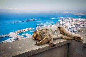 Barbary makaak in Gibraltar, uk. foto