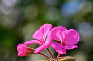 geranium groeit buitenshuis in winter in Cyprus 1 foto