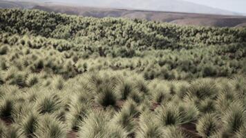 de rotsachtig landschap van de Californisch mojave woestijn met groen struiken foto