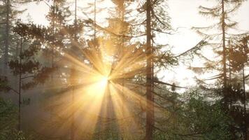 gouden licht filteren door pijnboom naalden foto