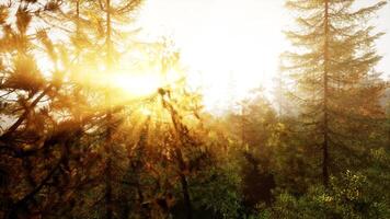 zonlicht streaming door de bomen in een weelderig Woud foto