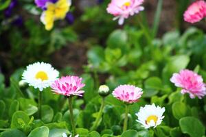 een bundel van bloemen dat zijn in een pot. madeliefje bloem foto